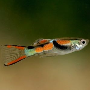 Poecilia ret.   Guppy endler mix